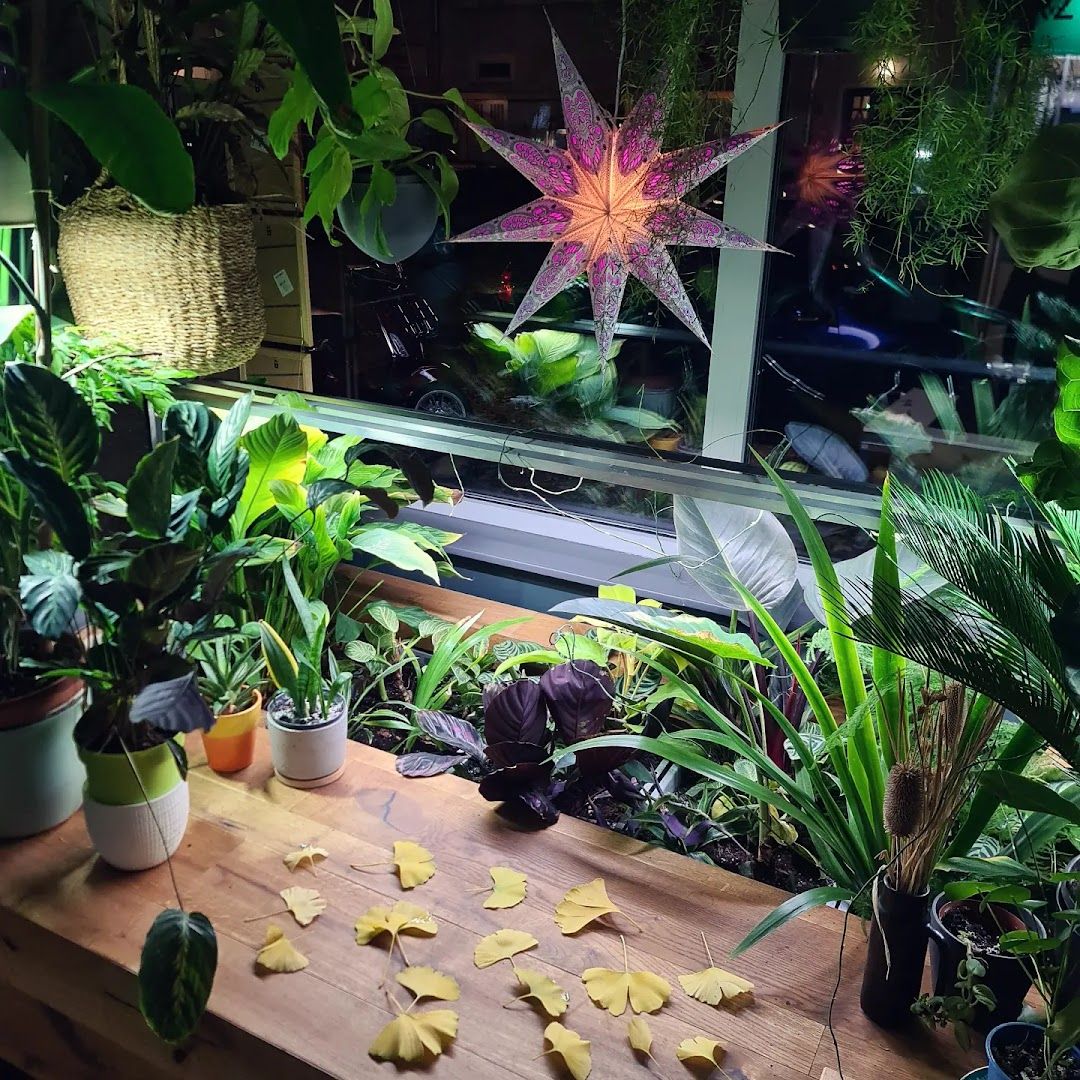 a table with plants and a star shaped plant