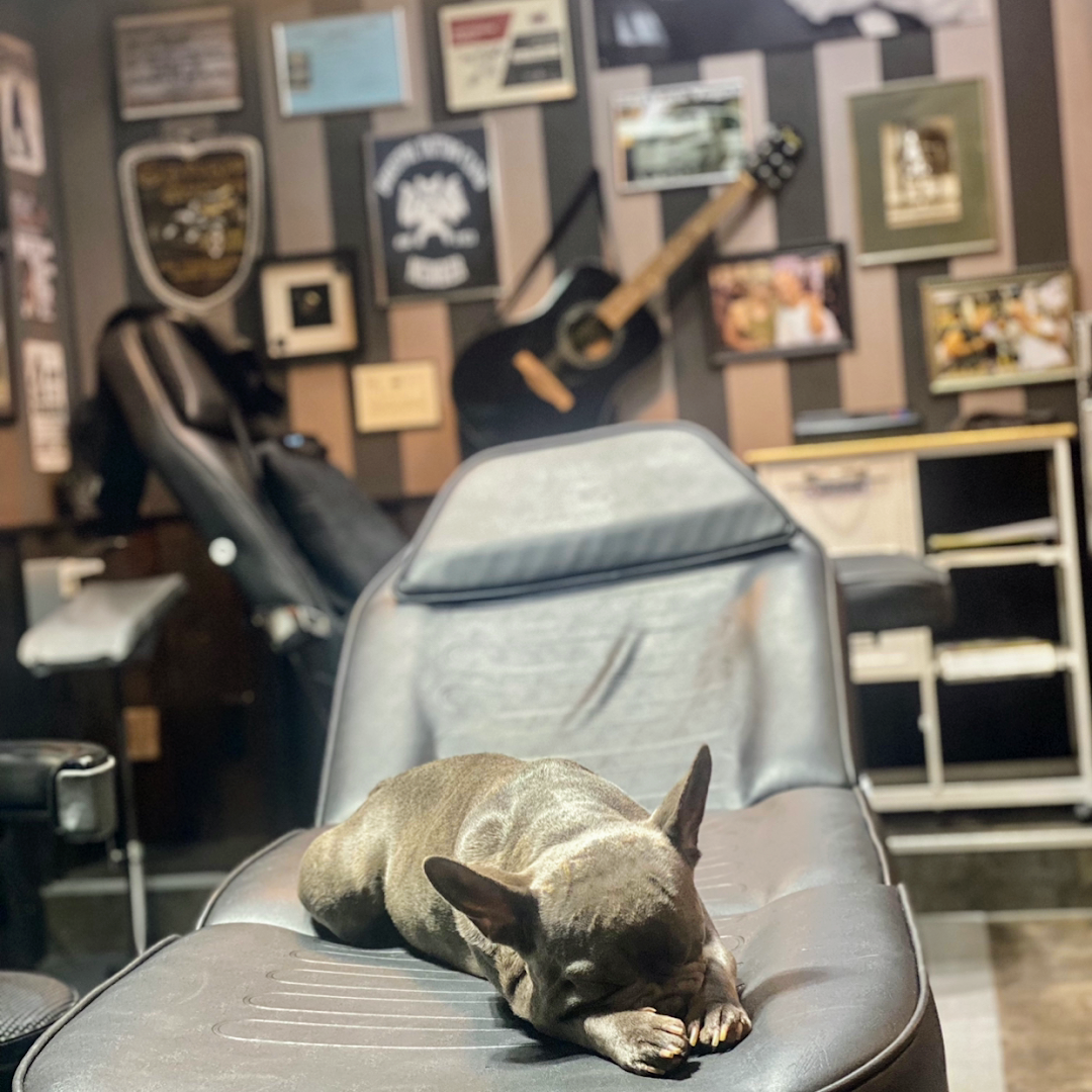 a dog laying on a chair in a room