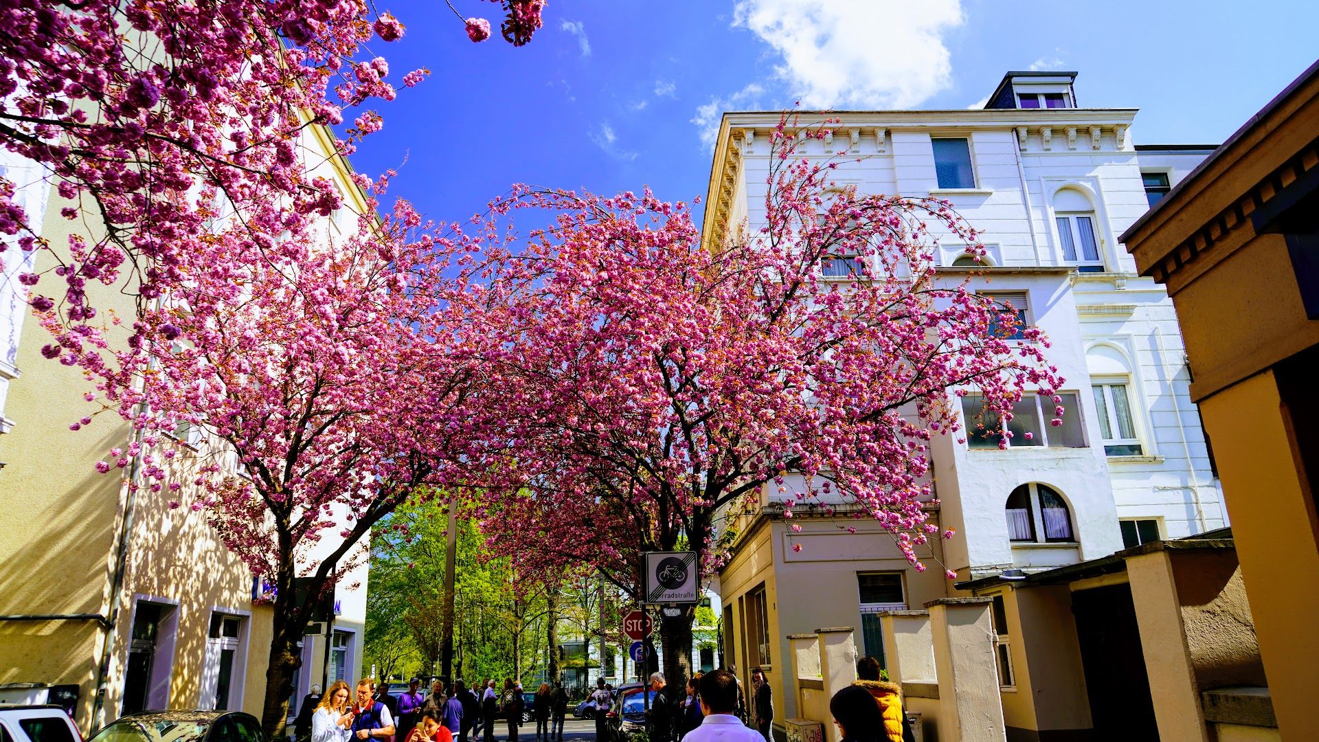 a street lined with pink trees and people walking