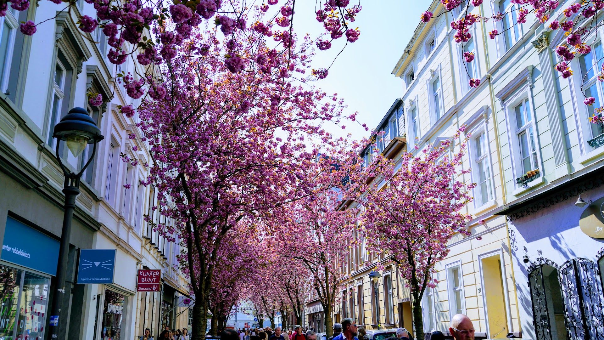 a street lined with pink flowers and people walking down it