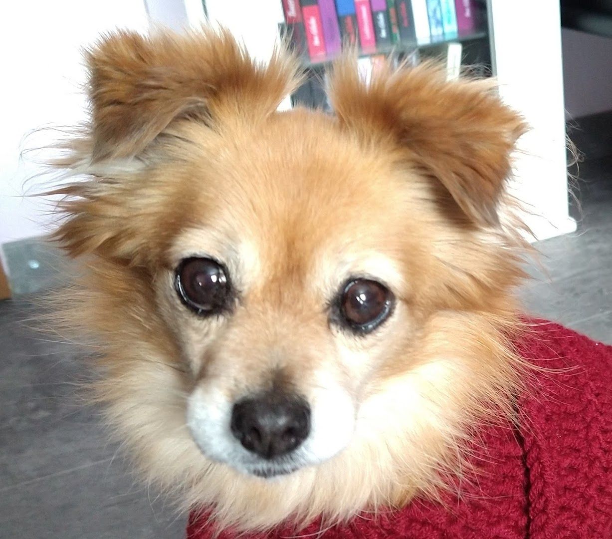 a small dog with a red sweater on