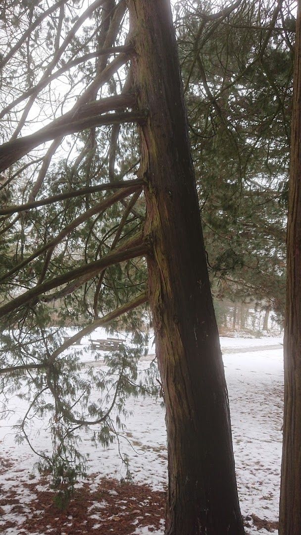 a tree that has fallen down in the snow