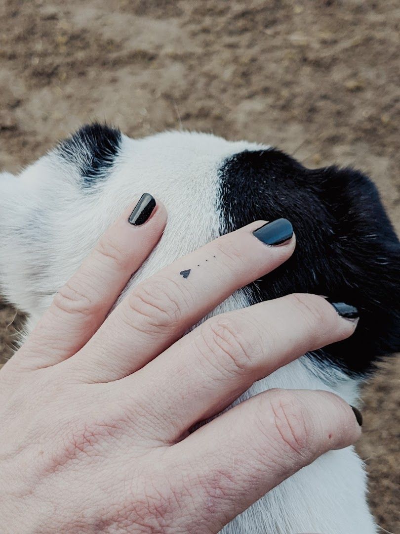 a person's hand with a black and white dog's paw