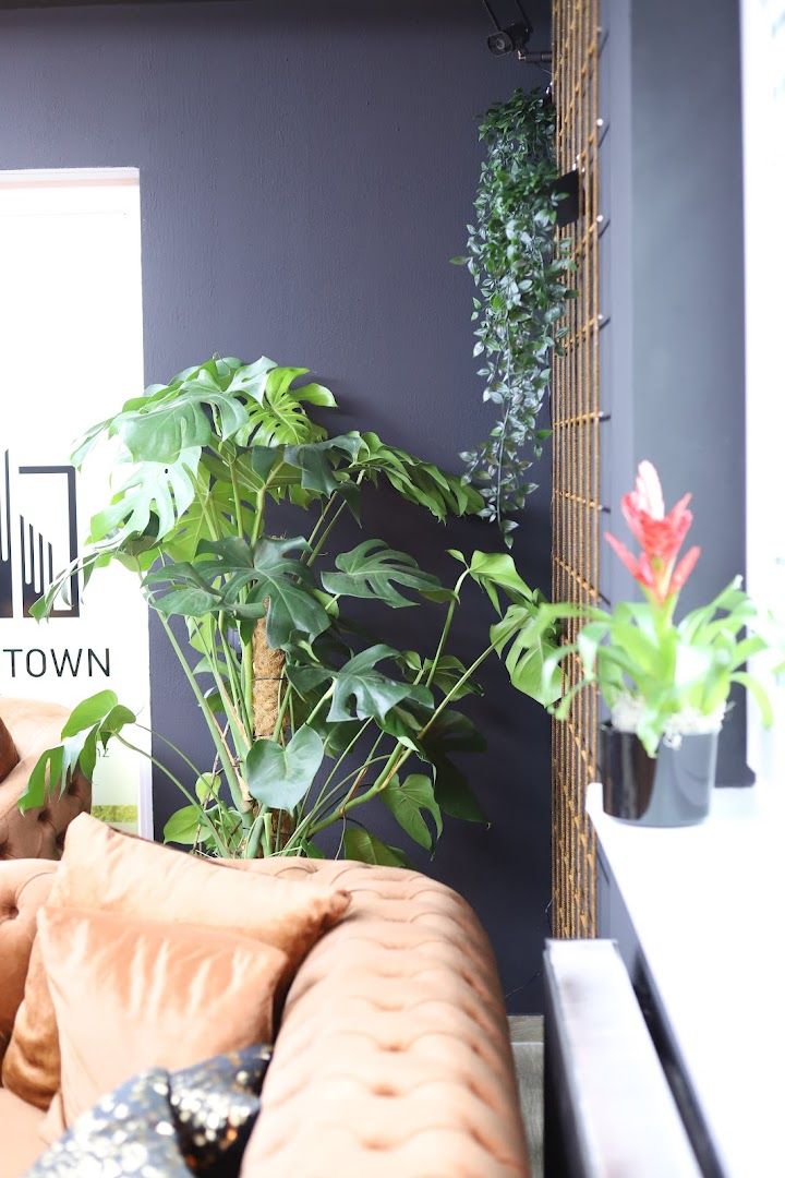 a living room with a couch, a plant and a tv