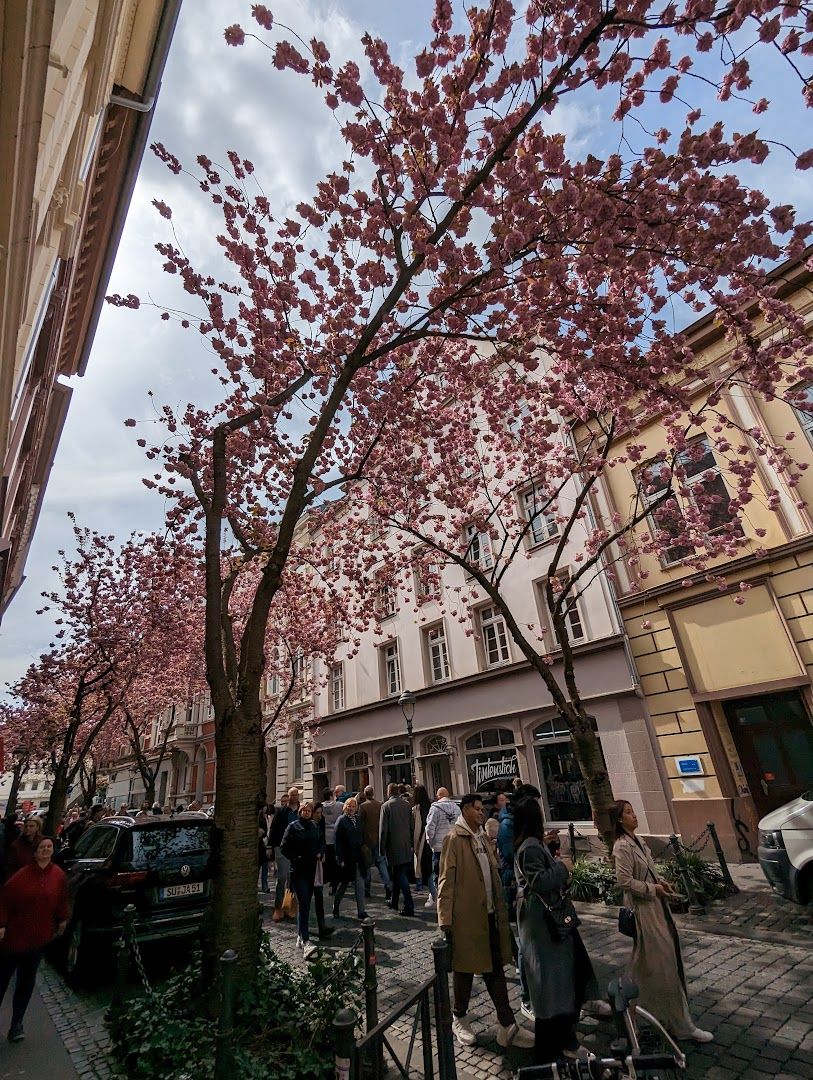 a tree with pink flowers in the middle of a city