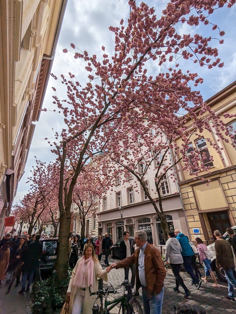 people walking down a street with cherry trees in the background