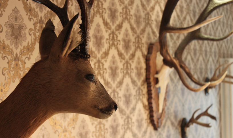 a deer head mounted on a wall