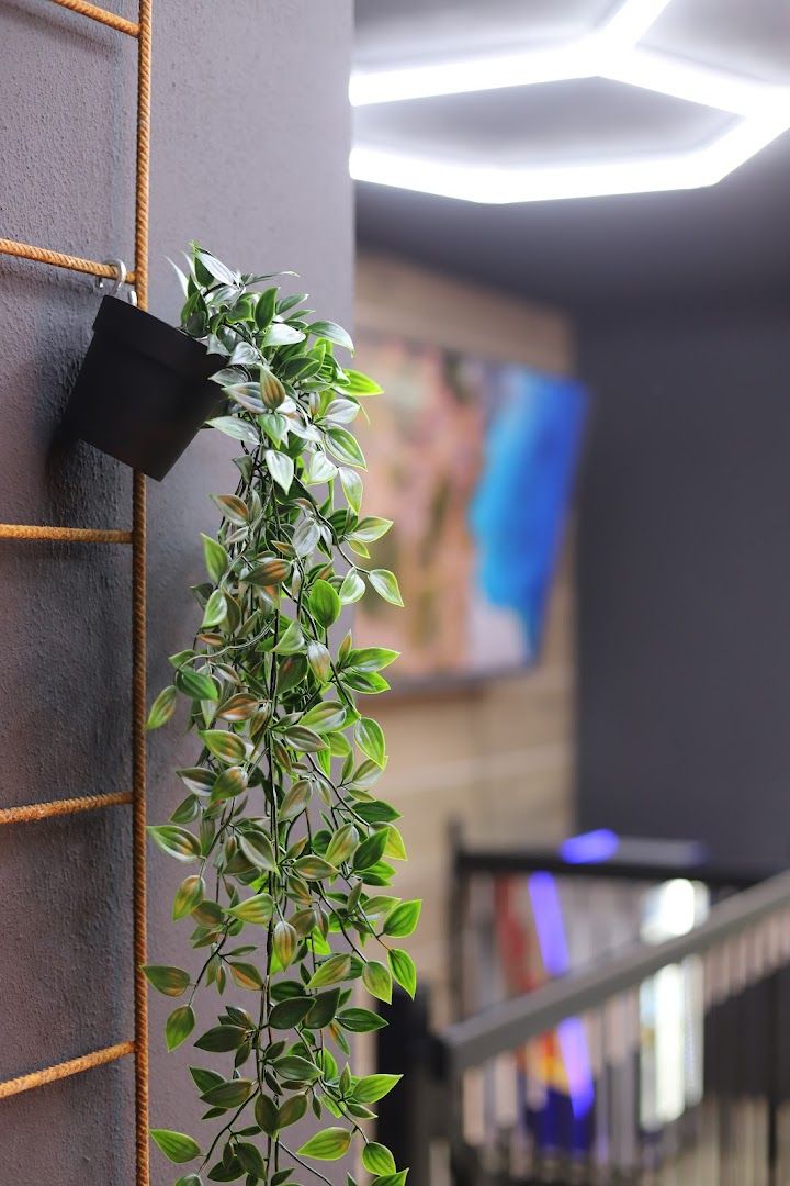 a plant growing on a wall in a room