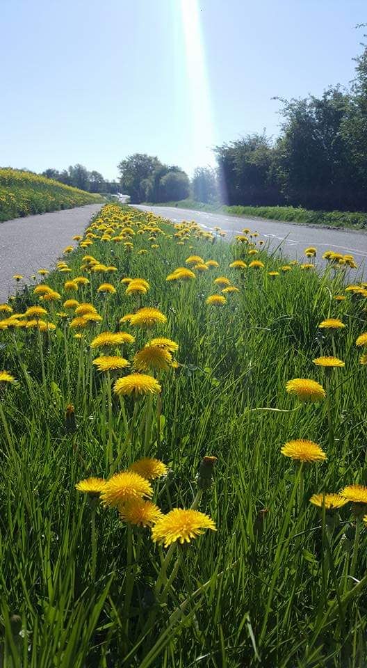 a road with lots of yellow flowers in the middle