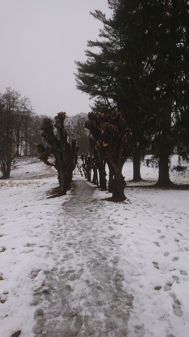 a tree that is standing in the snow