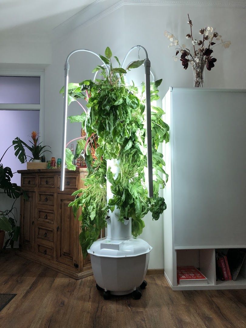 a potted plant in a white pot on a wooden floor