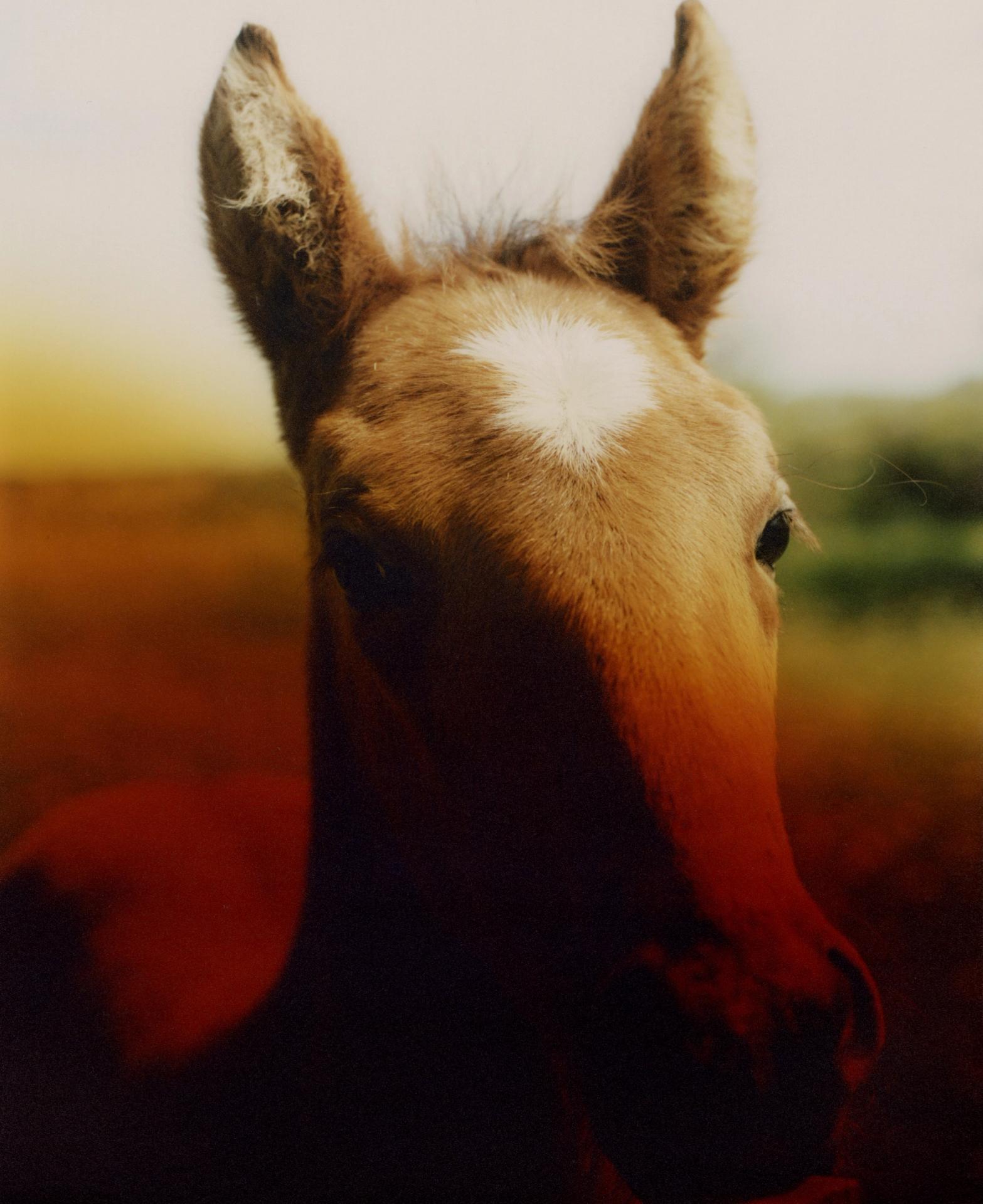 horse