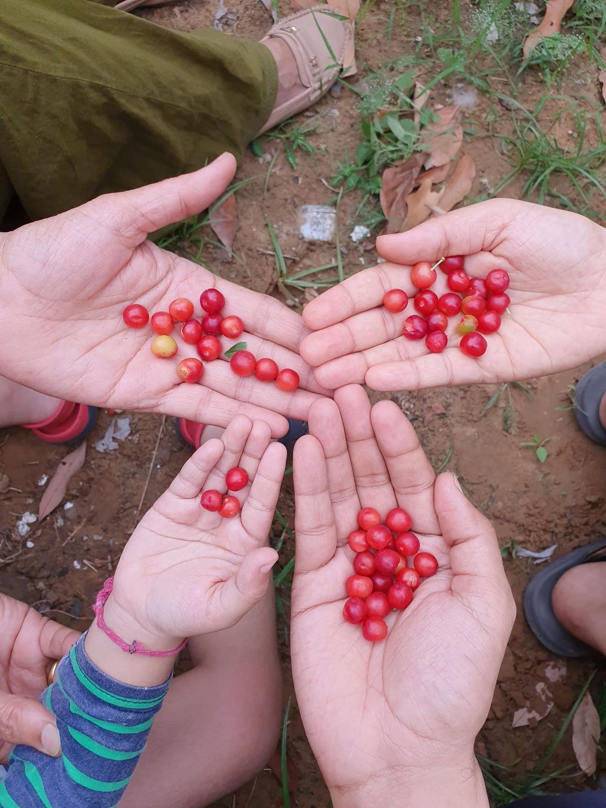 Hands holding freshly picked red berries gathered outdoors during a nature walk at Rangmanch Farms, an outdoor day outing venue in Gurugram near Delhi