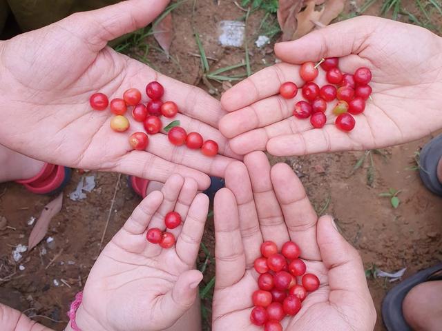 Hands holding freshly picked red berries gathered outdoors during a nature walk at Rangmanch Farms, an outdoor day outing venue in Gurugram near Delhi