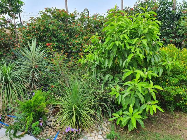 Lush garden beds with flowering shrubs, ornamental grasses and green foliage across the landscaped grounds of Rangmanch Farms, an outdoor event venue in Gurugram near Delhi