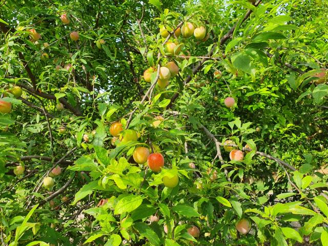 Plums ripening on a fruit tree amid green leaves in the orchard at Rangmanch Farms, an outdoor event venue in Gurugram near Delhi
