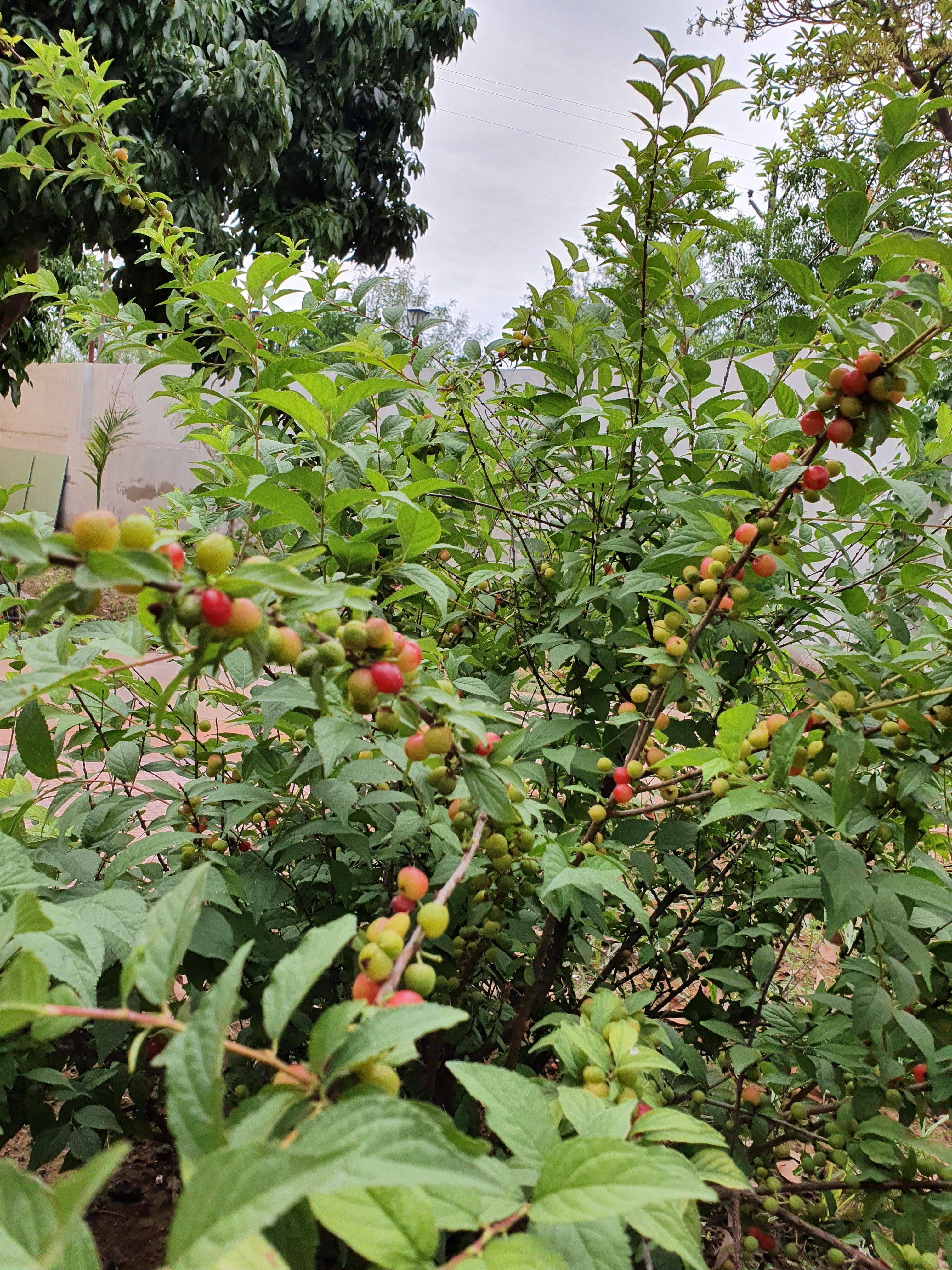 Red and green berries growing on a leafy shrub beside the boundary wall at Rangmanch Farms, an outdoor event venue in Gurugram near Delhi