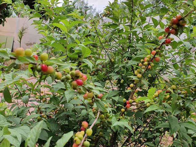 Red and green berries growing on a leafy shrub beside the boundary wall at Rangmanch Farms, an outdoor event venue in Gurugram near Delhi