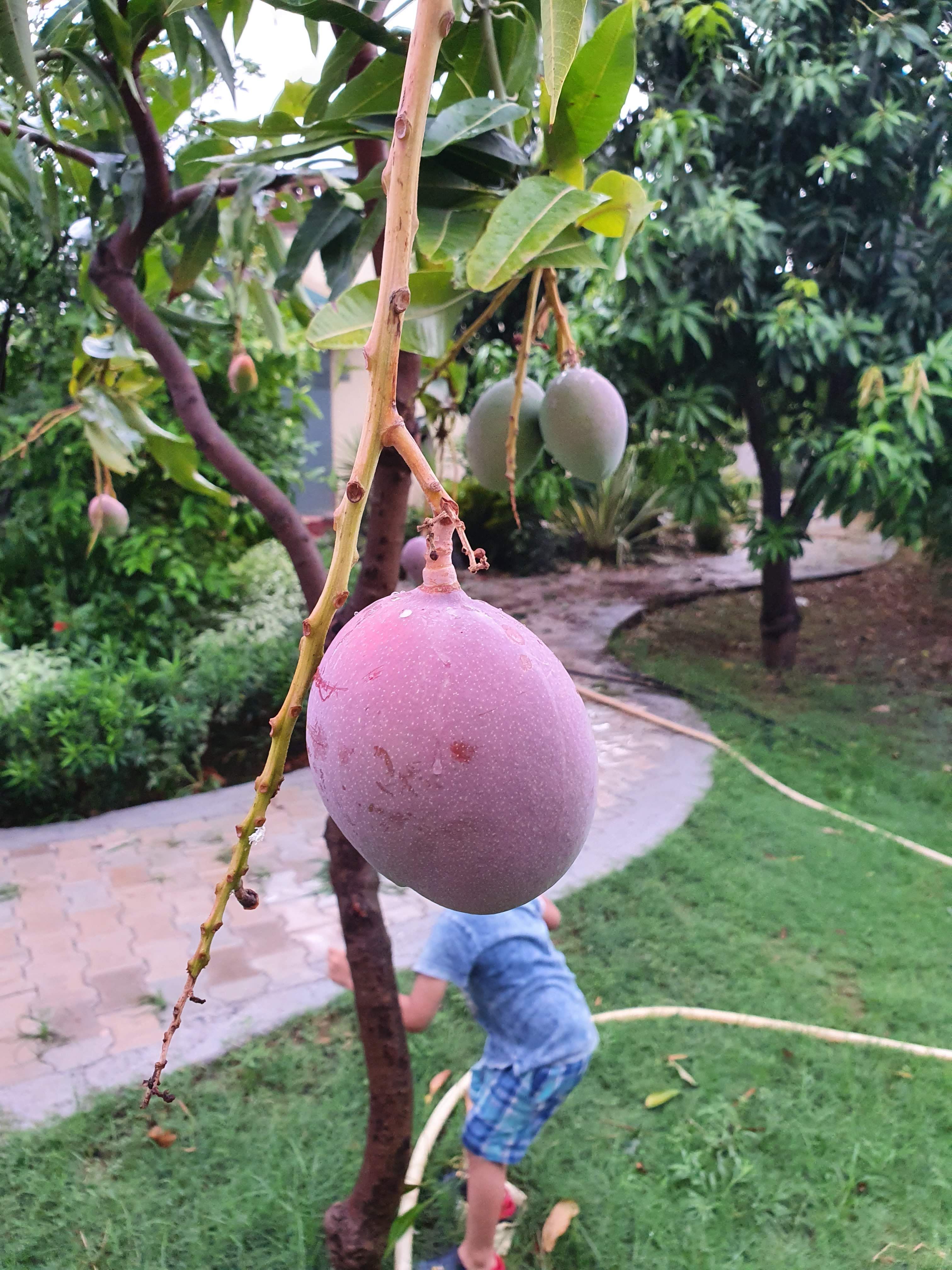 Ripening mangoes hanging from a tree with a child playing on the lawn behind, on the green grounds at Rangmanch Farms, an outdoor day outing venue in Gurugram near Delhi
