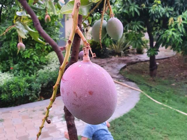 Ripening mangoes hanging from a tree with a child playing on the lawn behind, on the green grounds at Rangmanch Farms, an outdoor day outing venue in Gurugram near Delhi