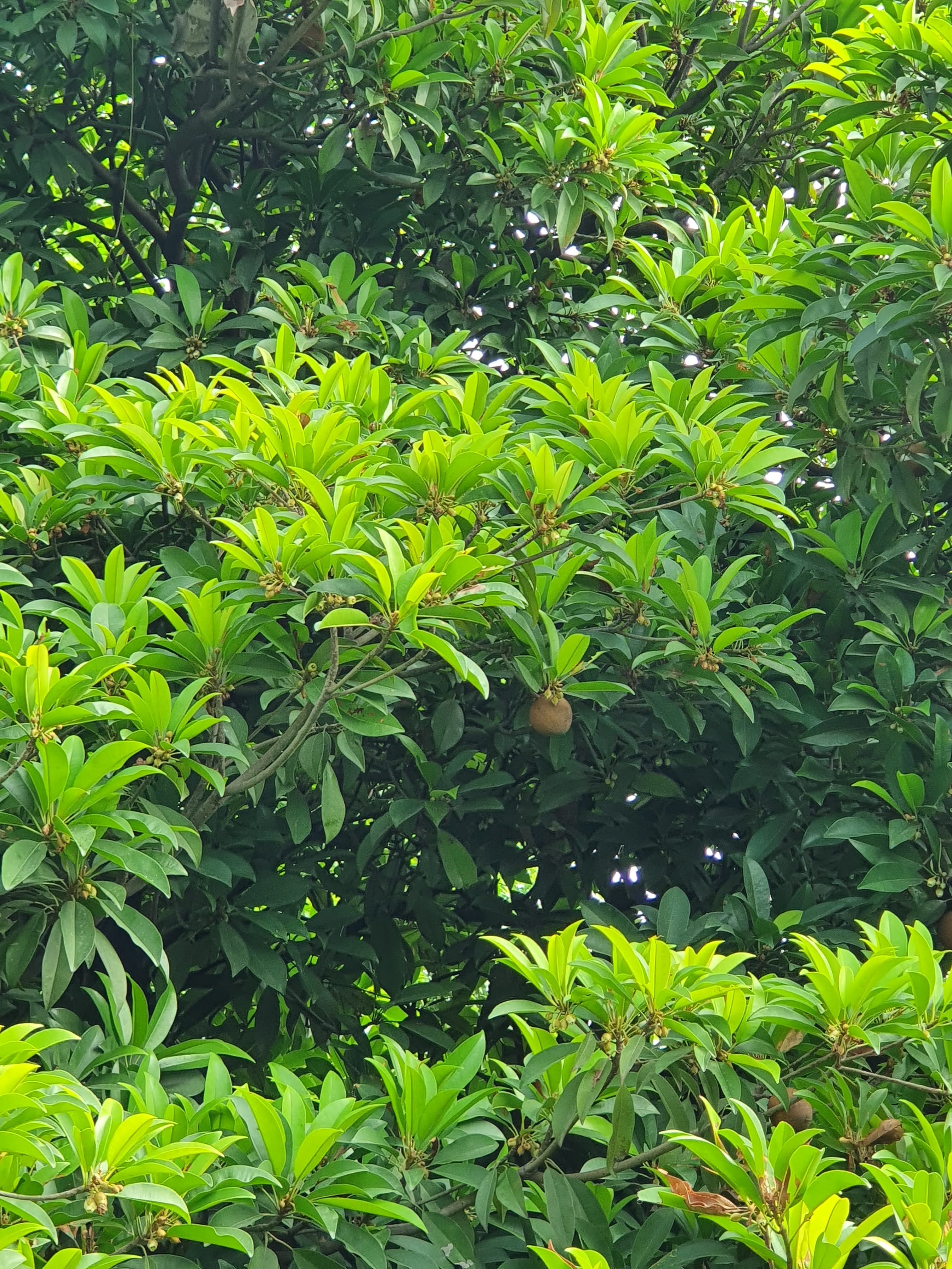 A chikoo (sapota) tree with green leaves and ripening fruit on the grounds of Rangmanch Farms, an outdoor event venue in Gurugram near Delhi