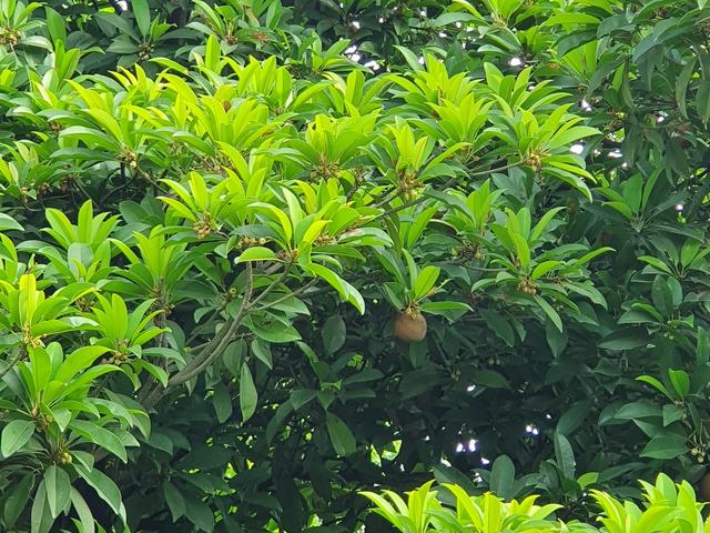 A chikoo (sapota) tree with green leaves and ripening fruit on the grounds of Rangmanch Farms, an outdoor event venue in Gurugram near Delhi