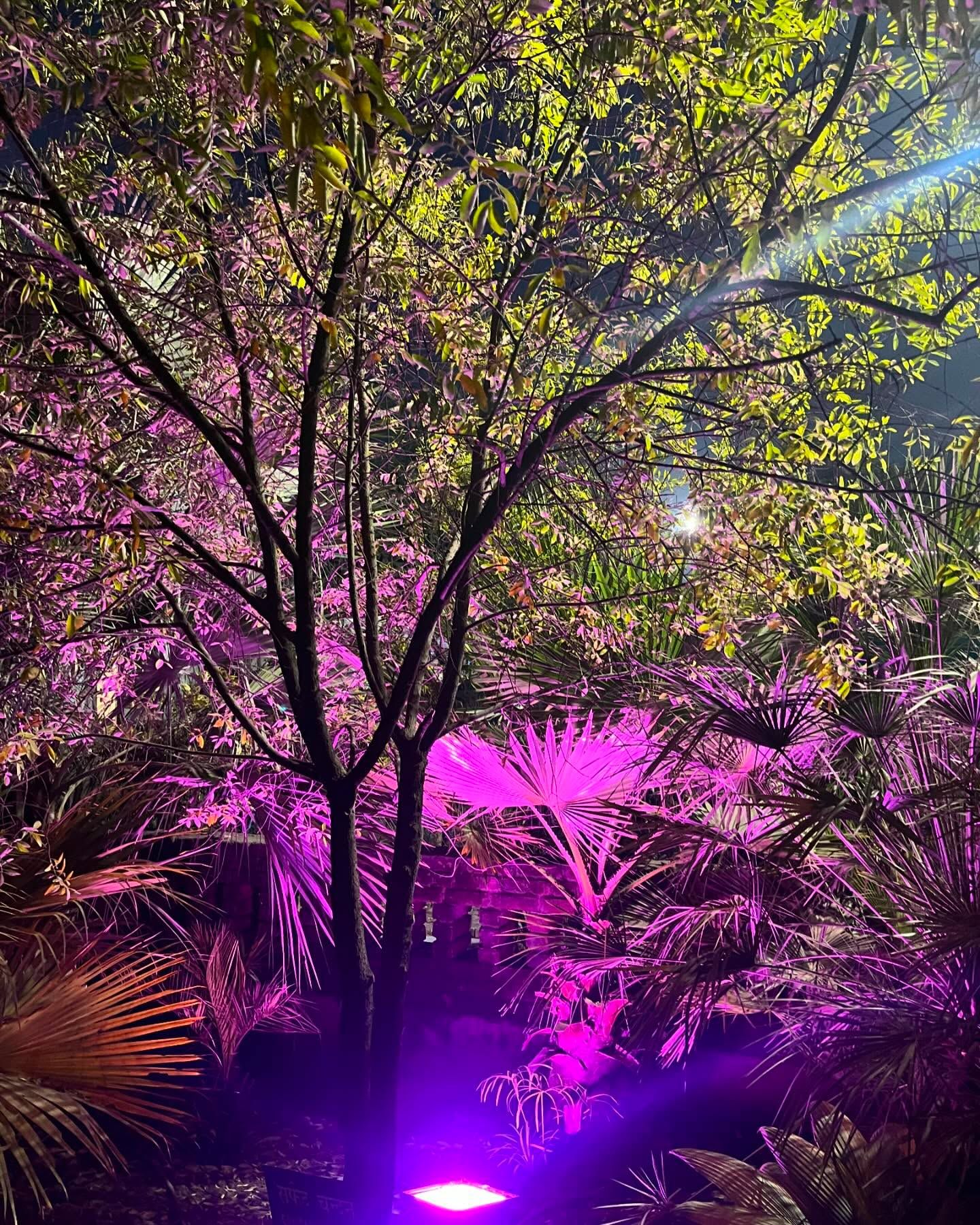 Trees and palms lit with pink and purple lighting during an evening outing at Rangmanch Farms in Gurugram, near Delhi