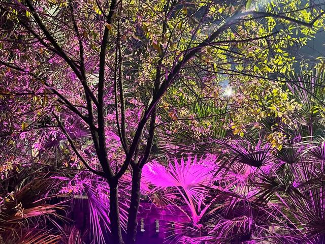 Trees and palms lit with pink and purple lighting during an evening outing at Rangmanch Farms in Gurugram, near Delhi