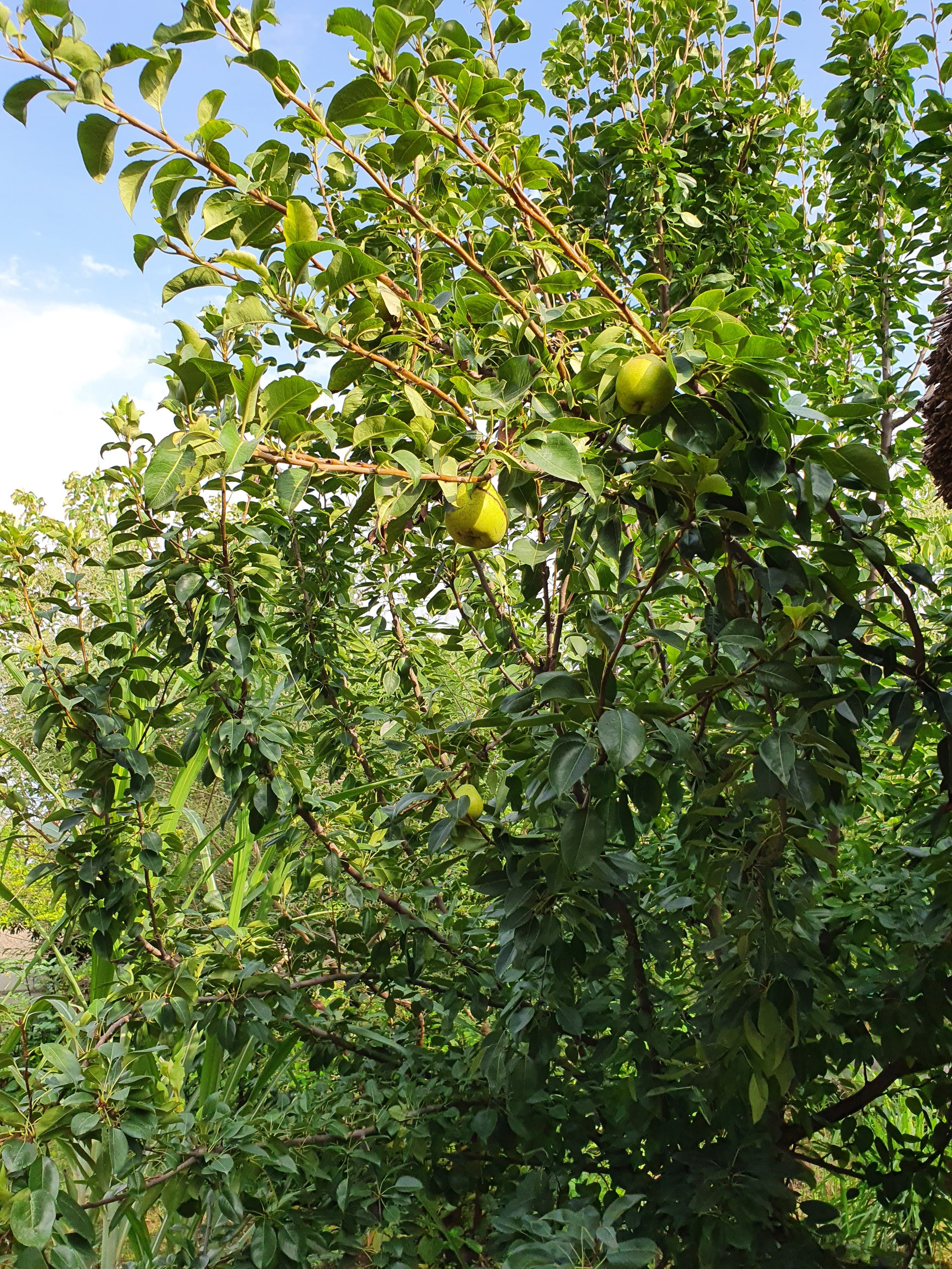 Green pears ripening on a leafy fruit tree against a blue sky within the grounds at Rangmanch Farms, an outdoor event venue in Gurugram near Delhi