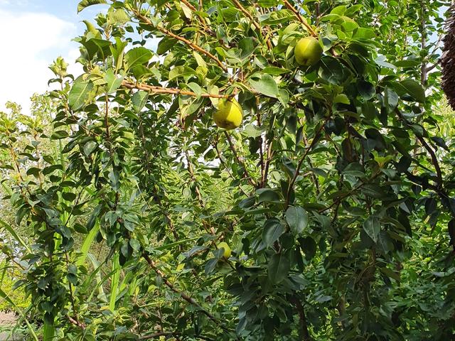 Green pears ripening on a leafy fruit tree against a blue sky within the grounds at Rangmanch Farms, an outdoor event venue in Gurugram near Delhi