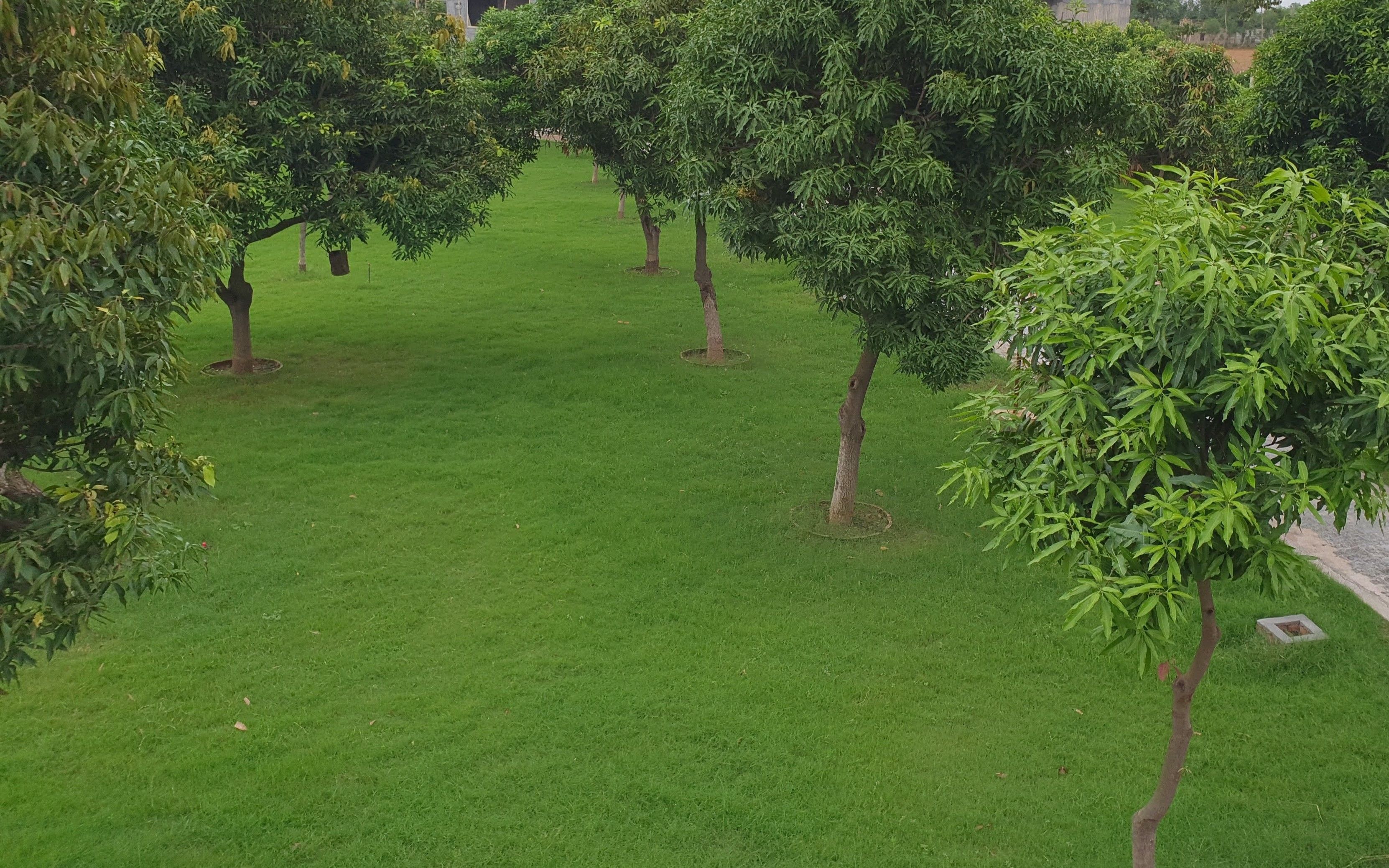 Trees spaced across an open green lawn in the orchard at Rangmanch Farms, an outdoor event and day outing venue in Gurugram near Delhi
