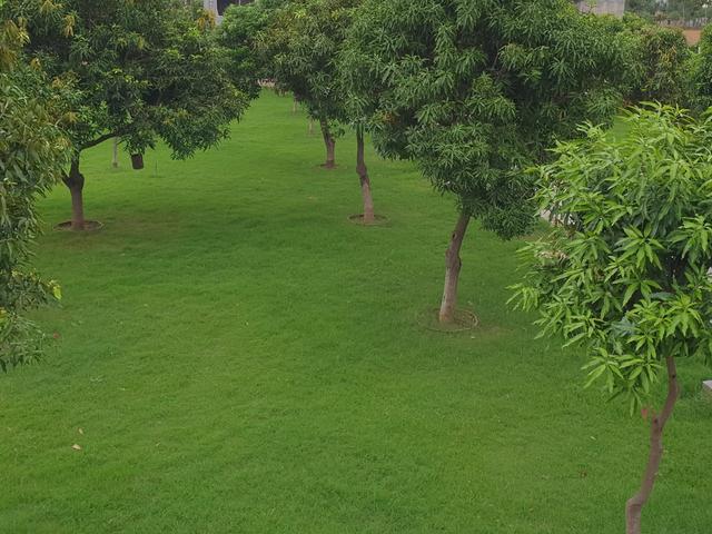 Trees spaced across an open green lawn in the orchard at Rangmanch Farms, an outdoor event and day outing venue in Gurugram near Delhi