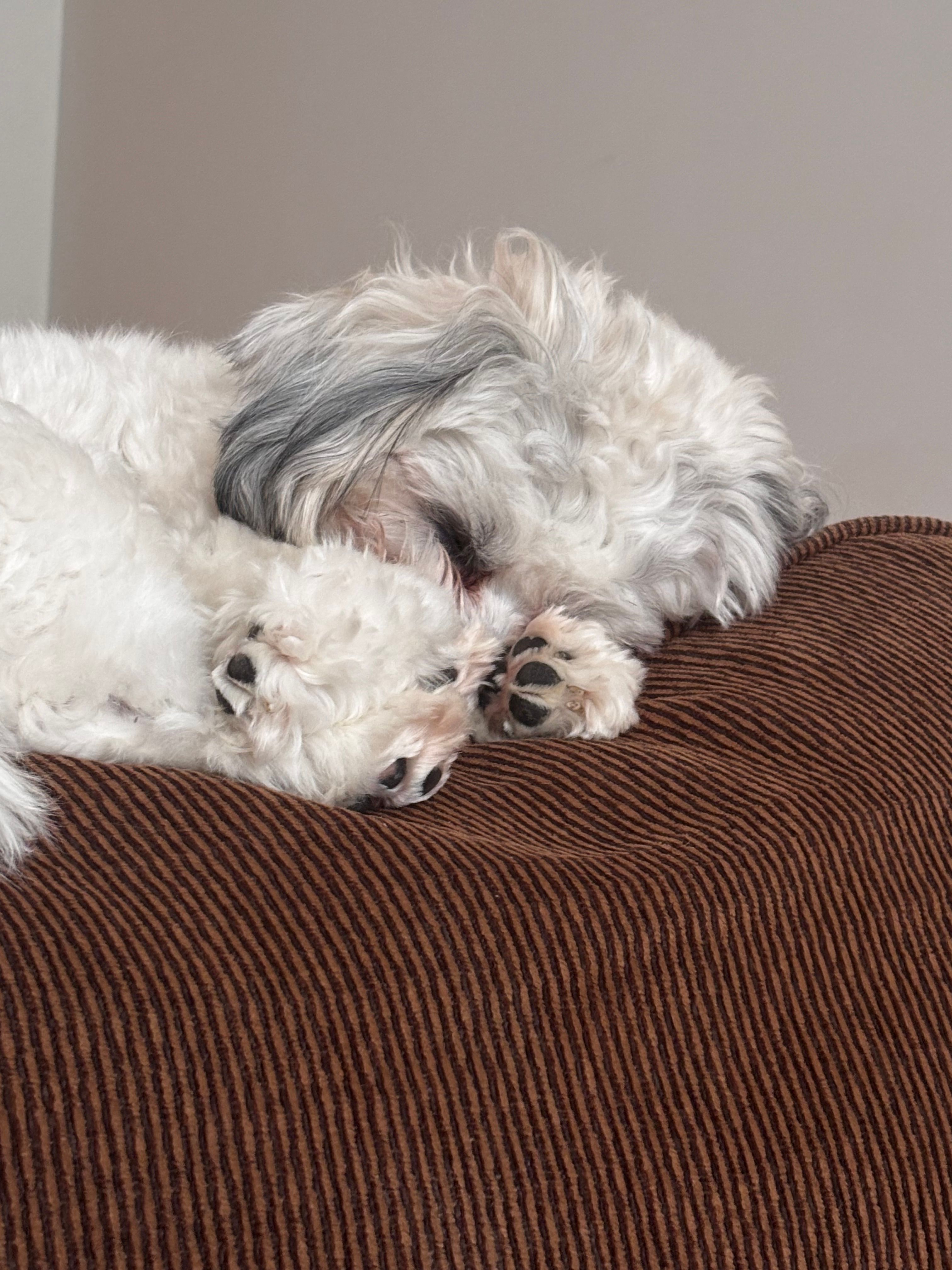 Tes1 sjdcboedwbc wodcb