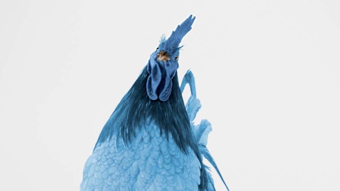 Click to play the blue hen "Laptop" television spot.