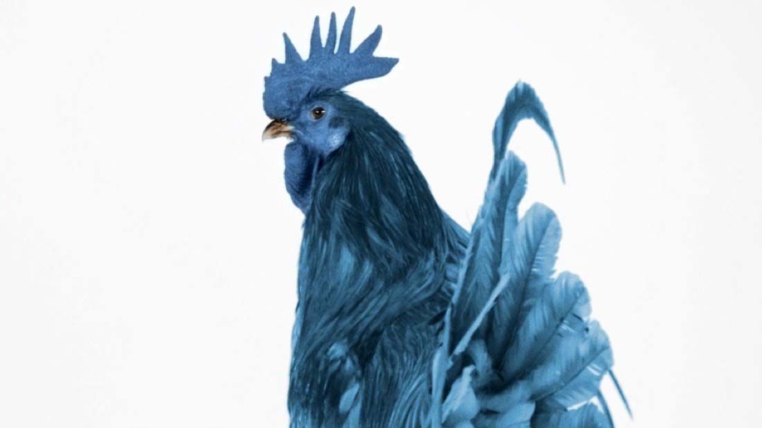 Click to play the blue hen "Fingers" television spot.