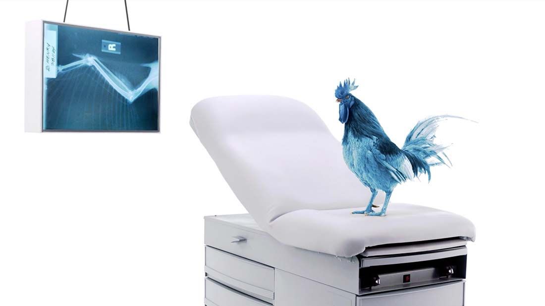 Click to play the blue hen "Hyper-Extended Wing" television spot.