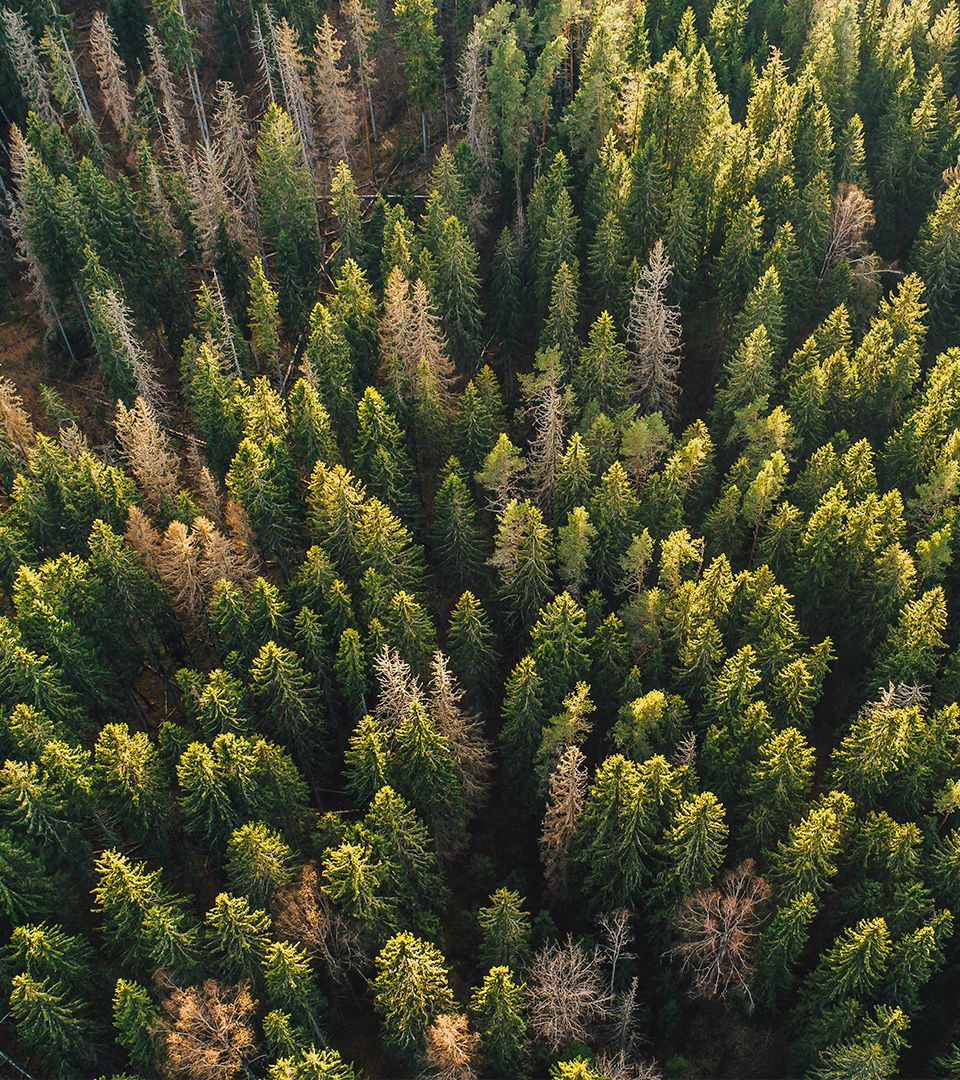 Rooted in Responsibility.jpg