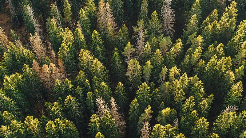 Rooted in Responsibility.jpg