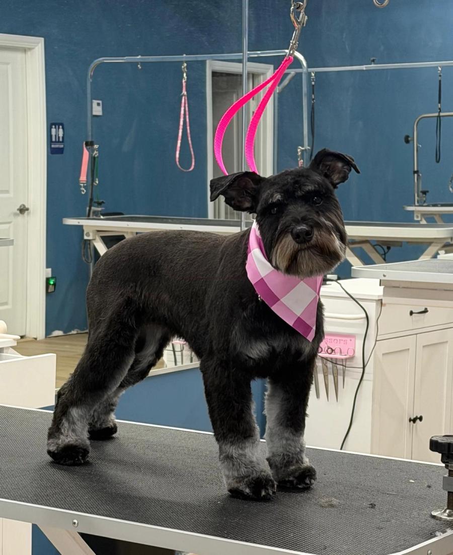 Miniature Schnauzer standing on grooming table with pink plaid bandana