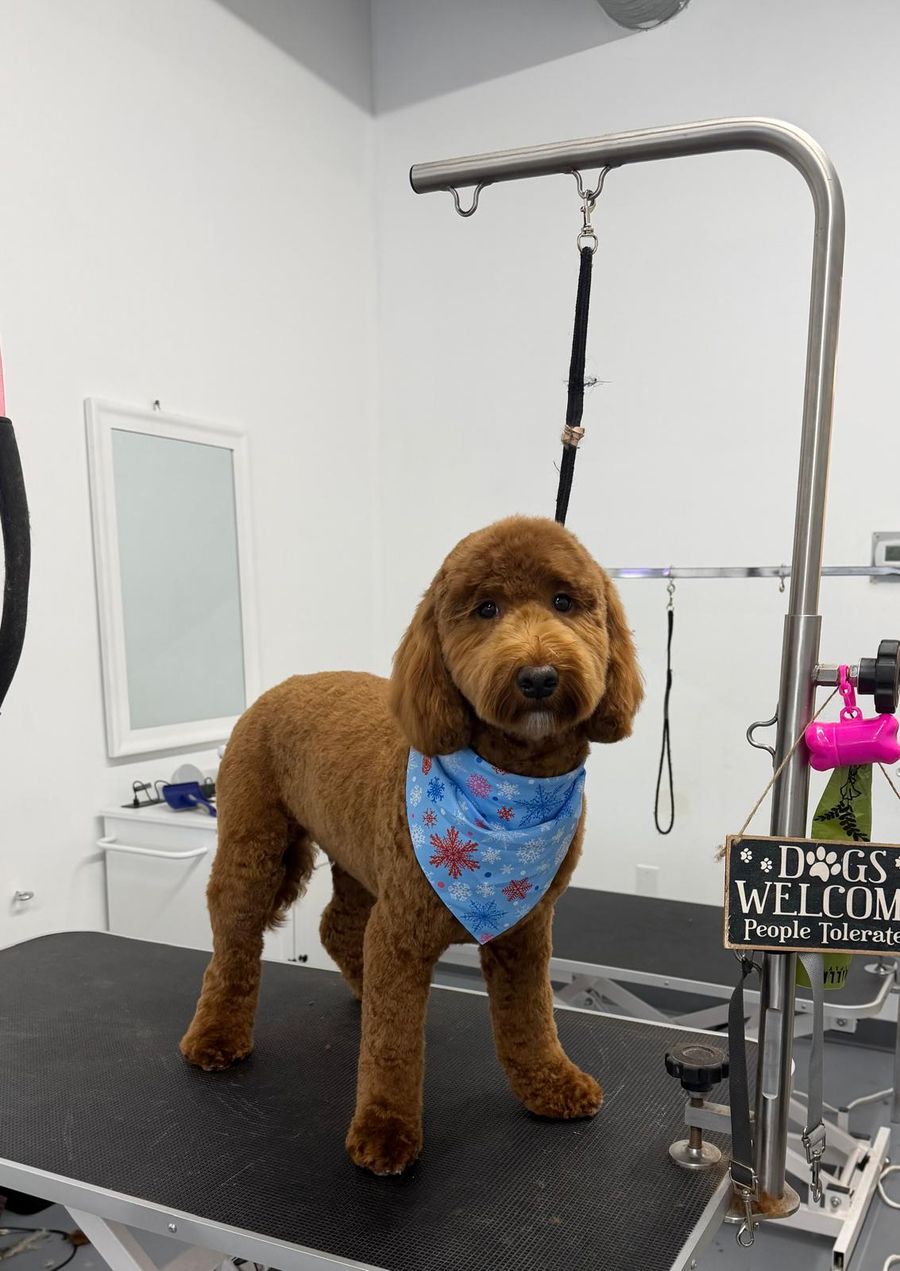 Red Goldendoodle standing on grooming table with snowflake bandana