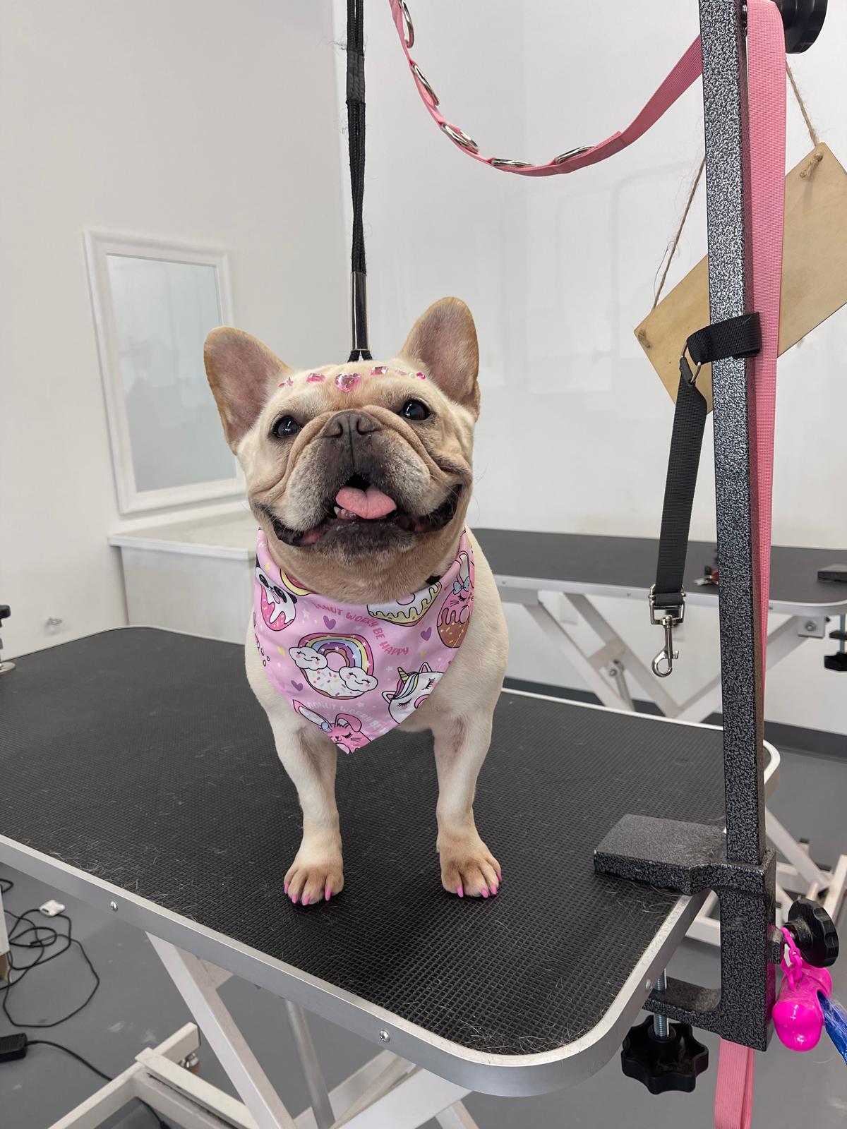 French bulldog with beautie marks.