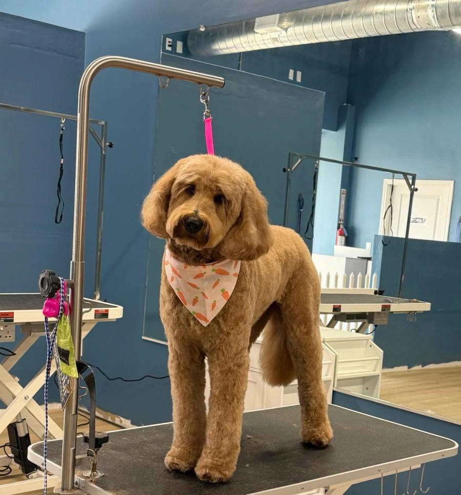 Apricot Goldendoodle standing on grooming table with carrot bandana