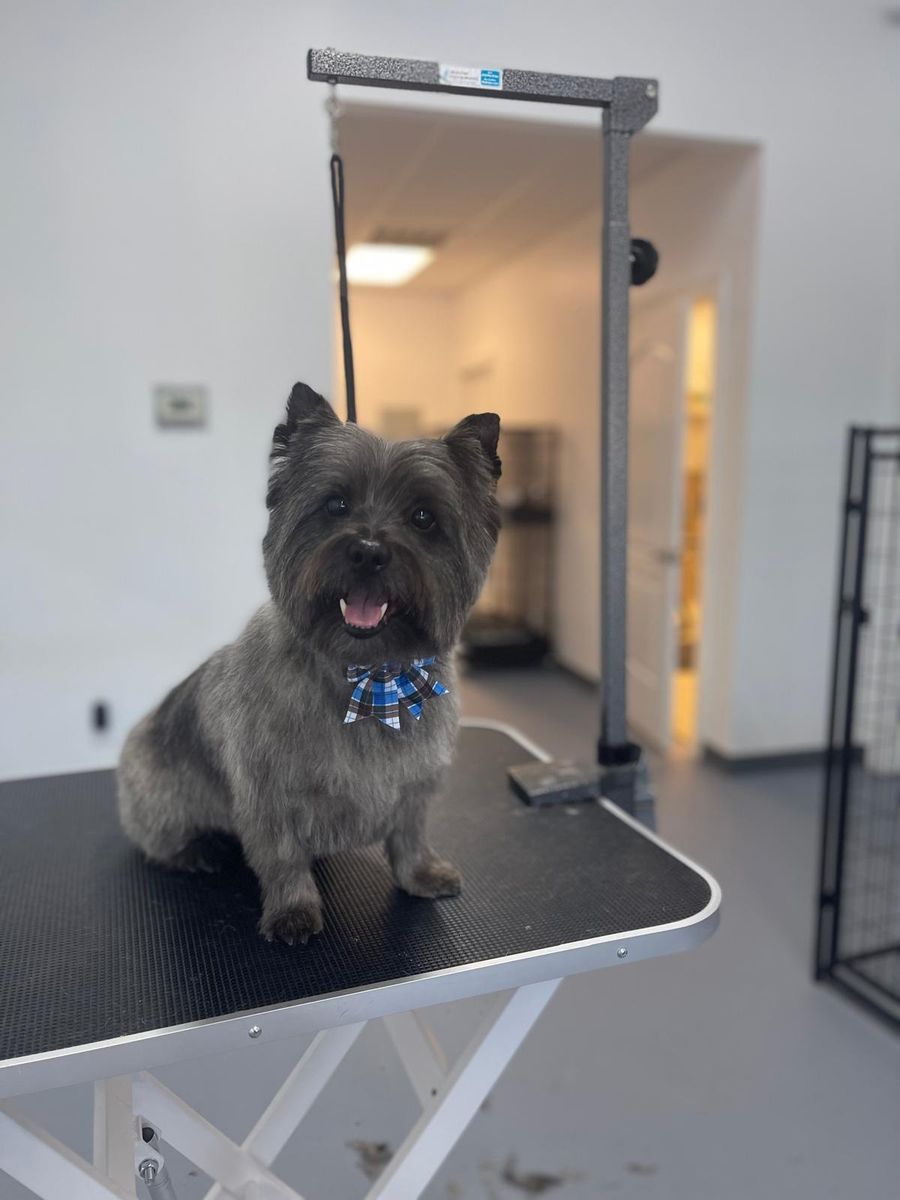 Cairn Terrier sitting on grooming table with plaid bow tie