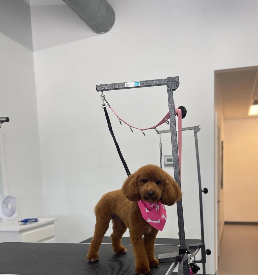 Red toy poodle standing on grooming table with pink bandana