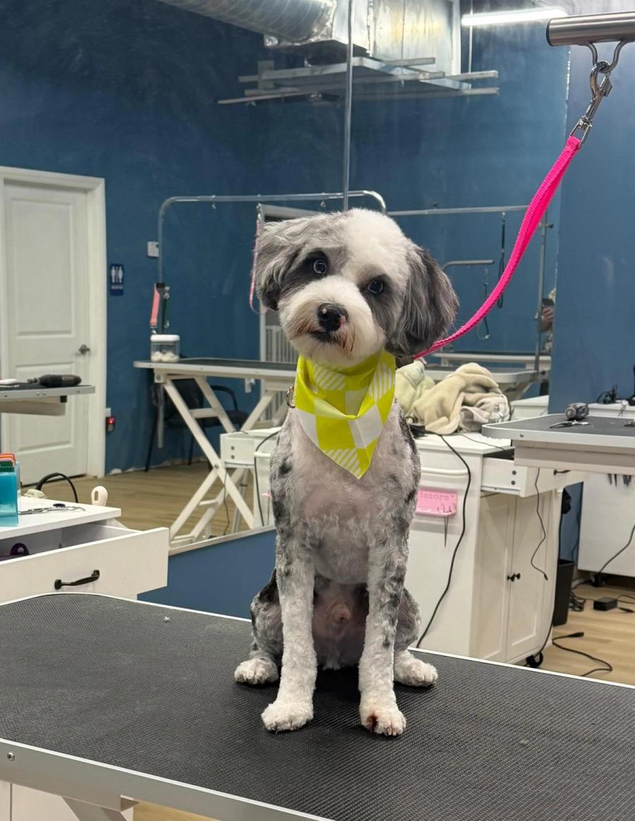 Gray and white Aussiedoodle sitting on grooming table with yellow bandana