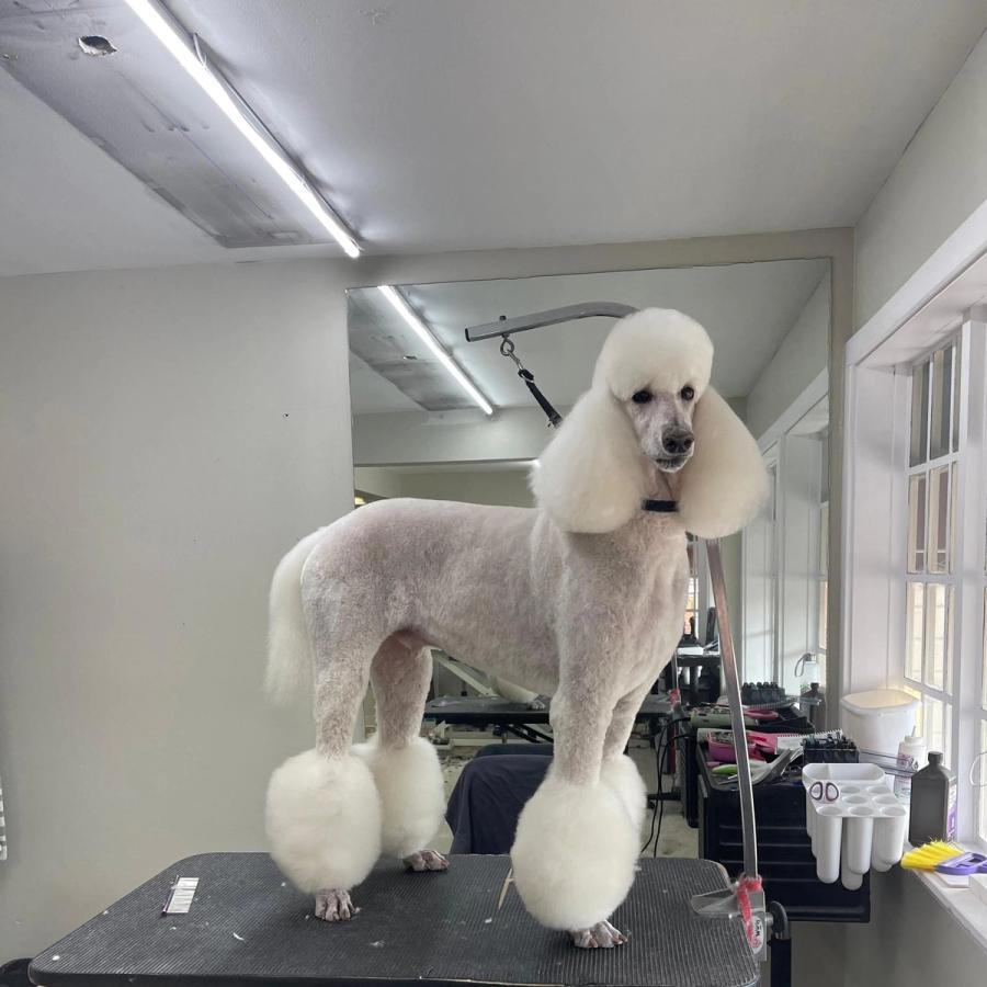 White Standard Poodle in show cut standing on grooming table