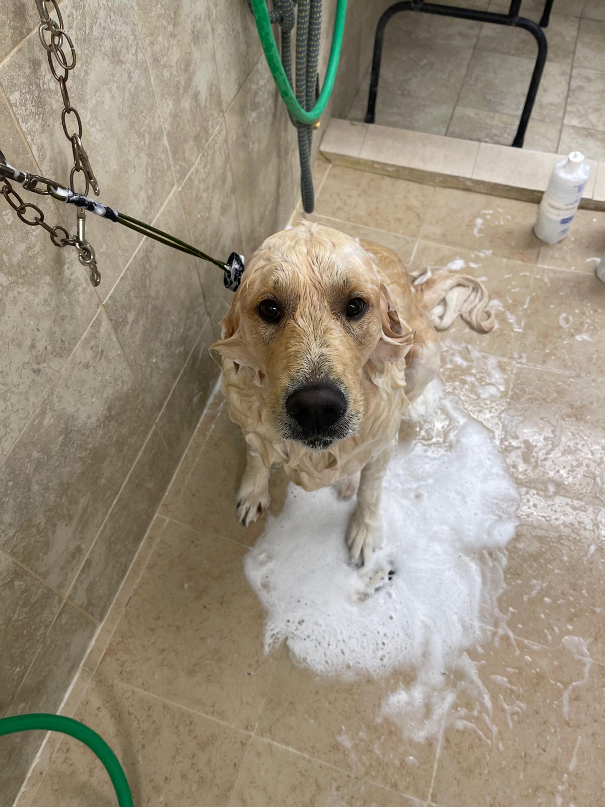 Lab getting a bath.