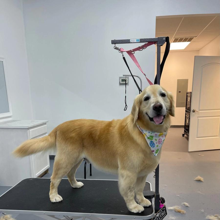 Golden Retriever standing on grooming table with Easter bandana