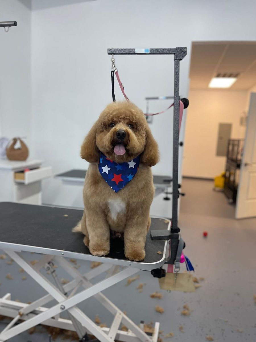 Red Goldendoodle sitting on grooming table with patriotic stars bandana