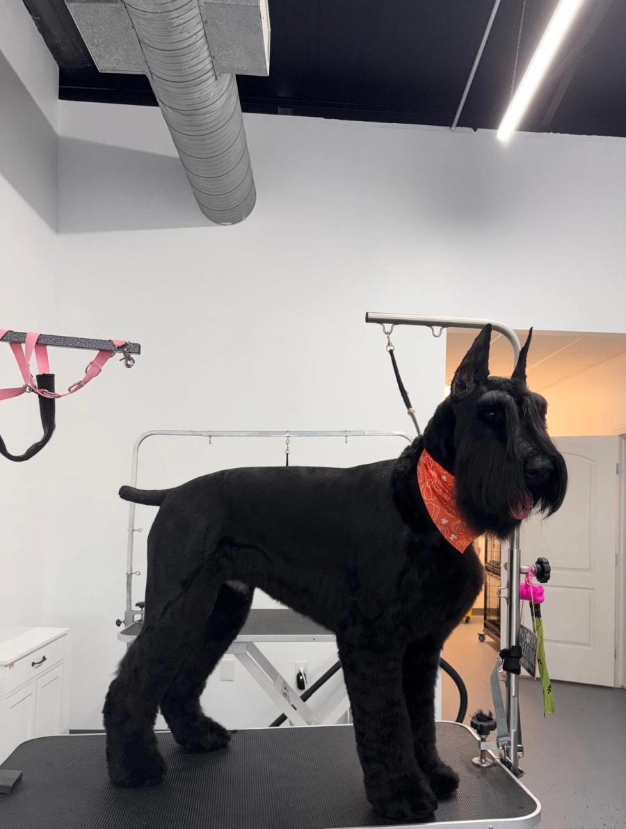 Giant Schnauzer in black standing on grooming table with orange bandana